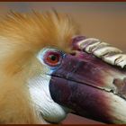 Neuguinea Jahrvogel