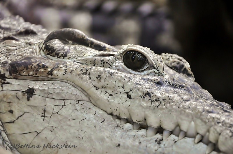 Neuguinea - Krokodil