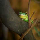 Neuguinea-Riesenlaubfrosch