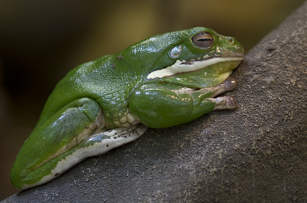 Neuguinea Riesenlaubfrosch