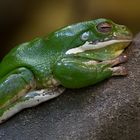 Neuguinea Riesenlaubfrosch