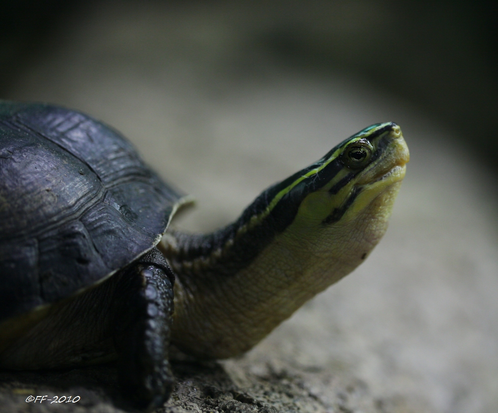 ... Neuguinea-Schnappschildkröte ...