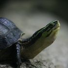 ... Neuguinea-Schnappschildkröte ...