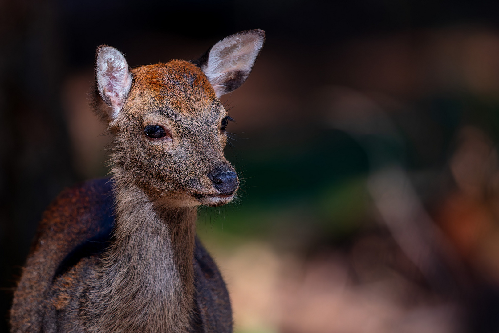 Neuhaus Wildpark