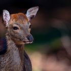 Neuhaus Wildpark