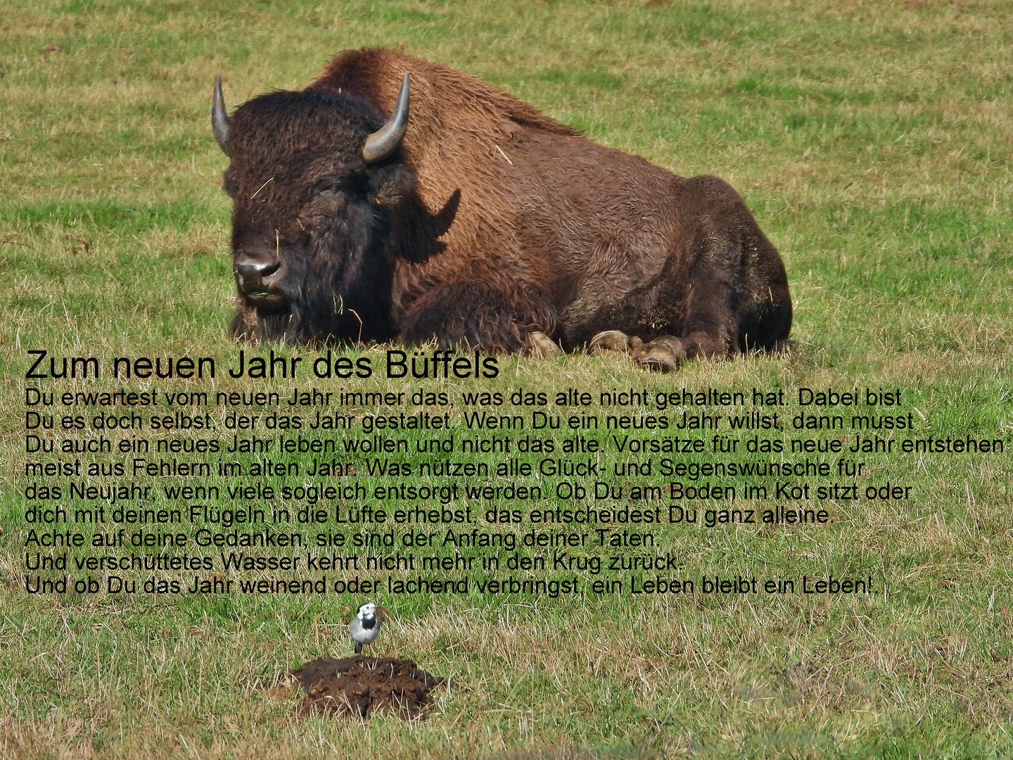 Neujahr 2021_Büffel_05d