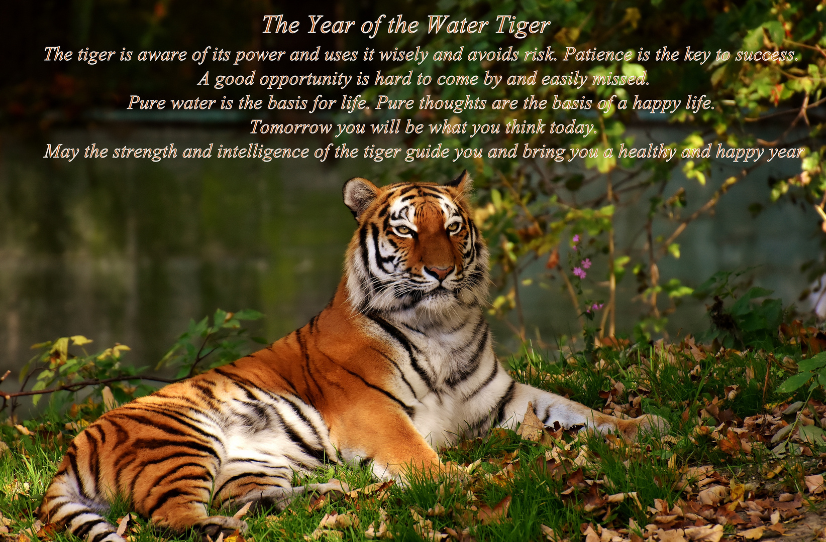 Neujahr 2022 - Tiger_01e 