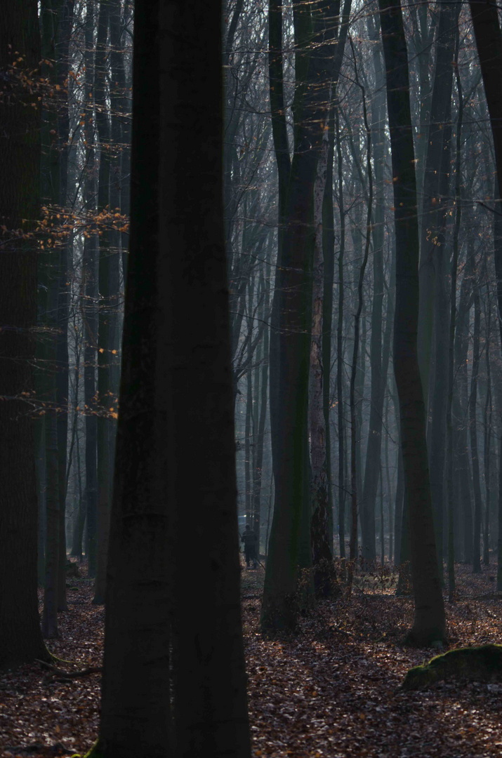 Neujahr im Wald 