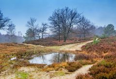 Neujahr in der Wahner Heide