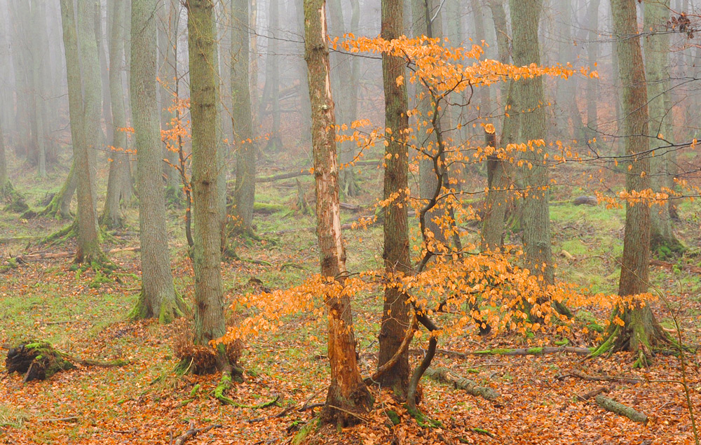 neu.jahres.darß.UR.wald