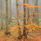 neu.jahres.darß.UR.wald