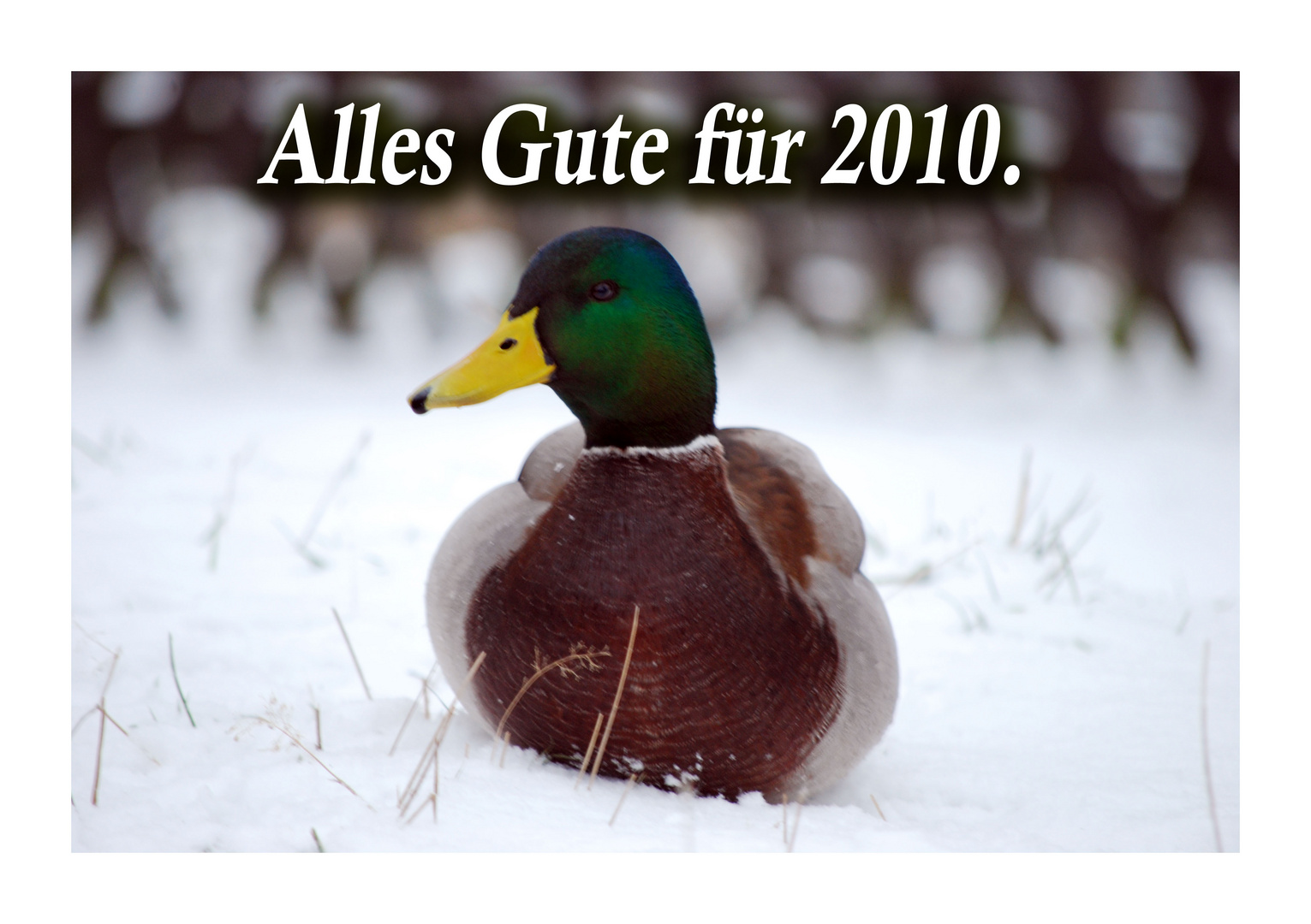 Neujahrs-Ente