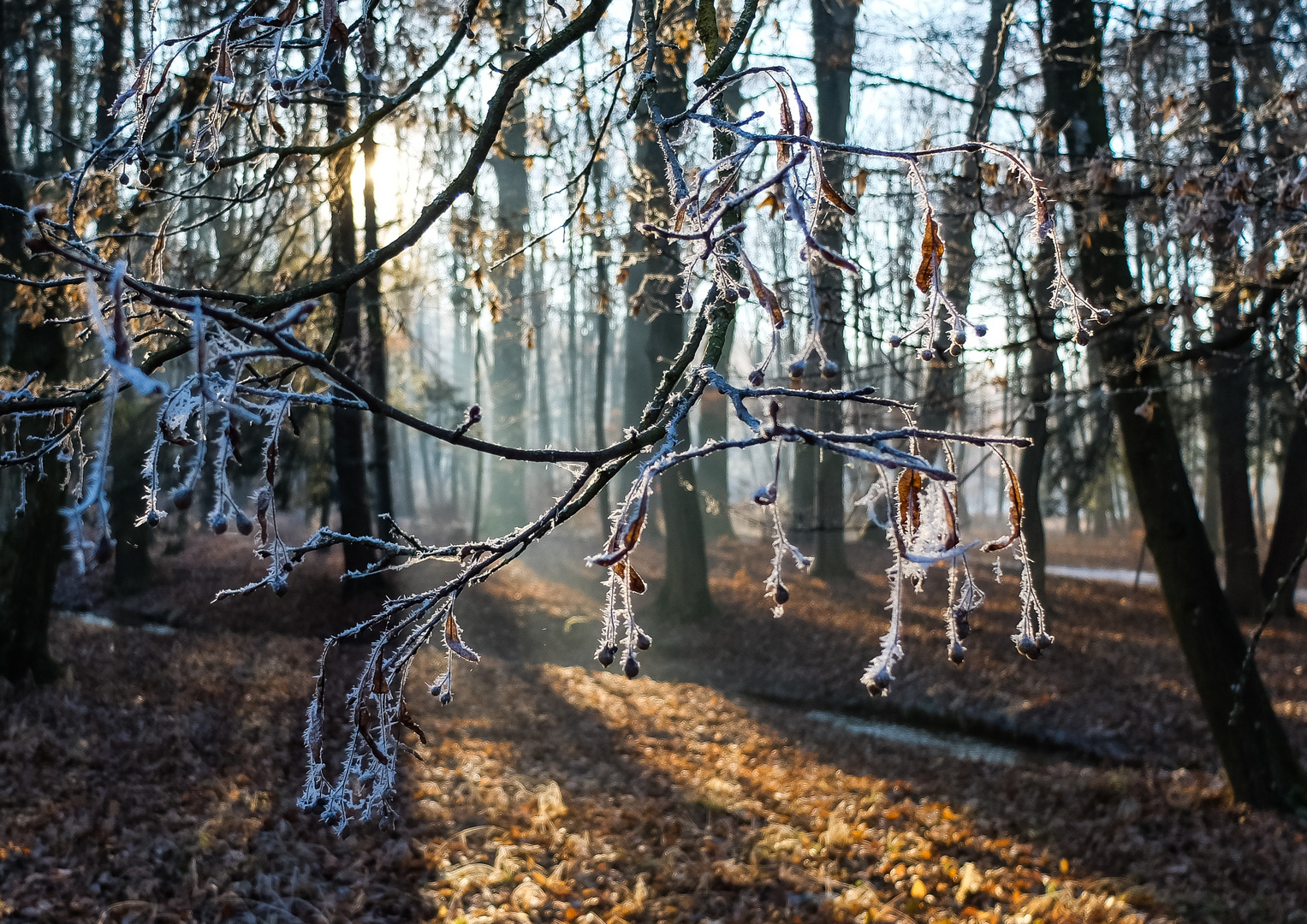 Neujahrs-Impressionen (1)