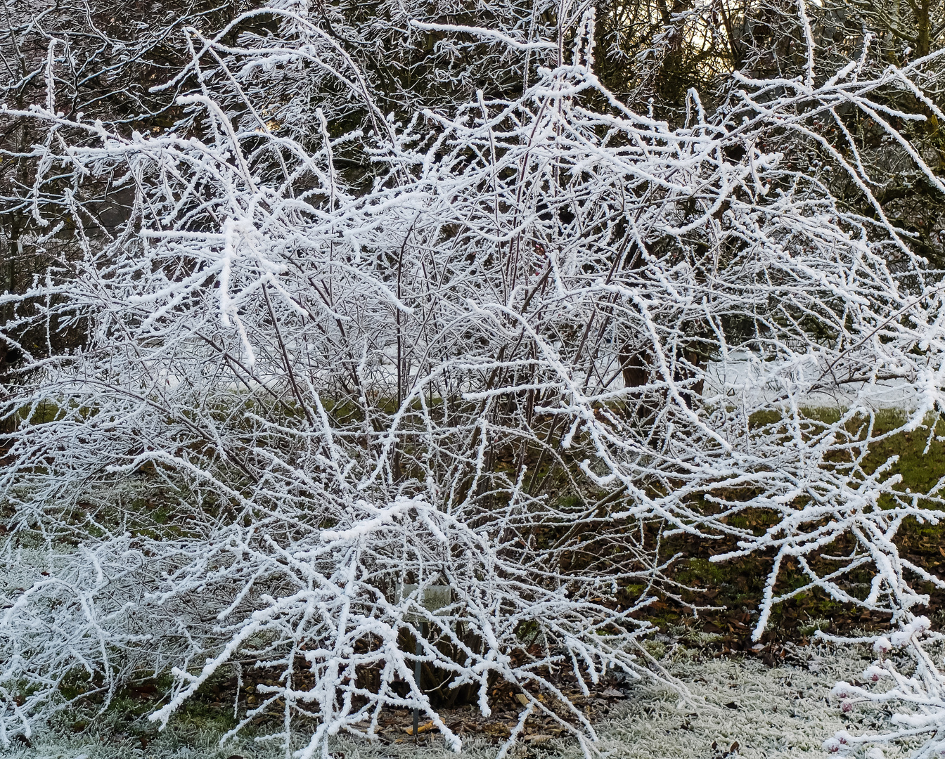 Neujahrs-Impressionen (10)