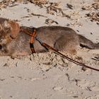 Neujahrsausflug an den Strand von Ses Salines (1)