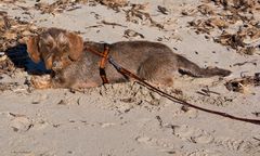 Neujahrsausflug an den Strand von Ses Salines (1)