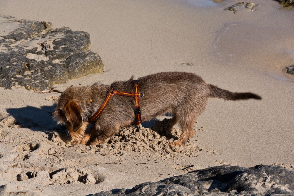 Neujahrsausflug an den Strand von Ses Salines (2)