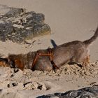 Neujahrsausflug an den Strand von Ses Salines (3)