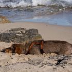 Neujahrsausflug an den Strand von Ses Salines (4)