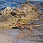 Neujahrsausflug an den Strand von Ses Salines (5)