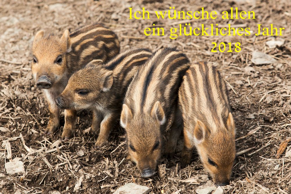 Neujahrsgrüße Foto &amp; Bild | tiere, wild, säugetiere Bilder auf