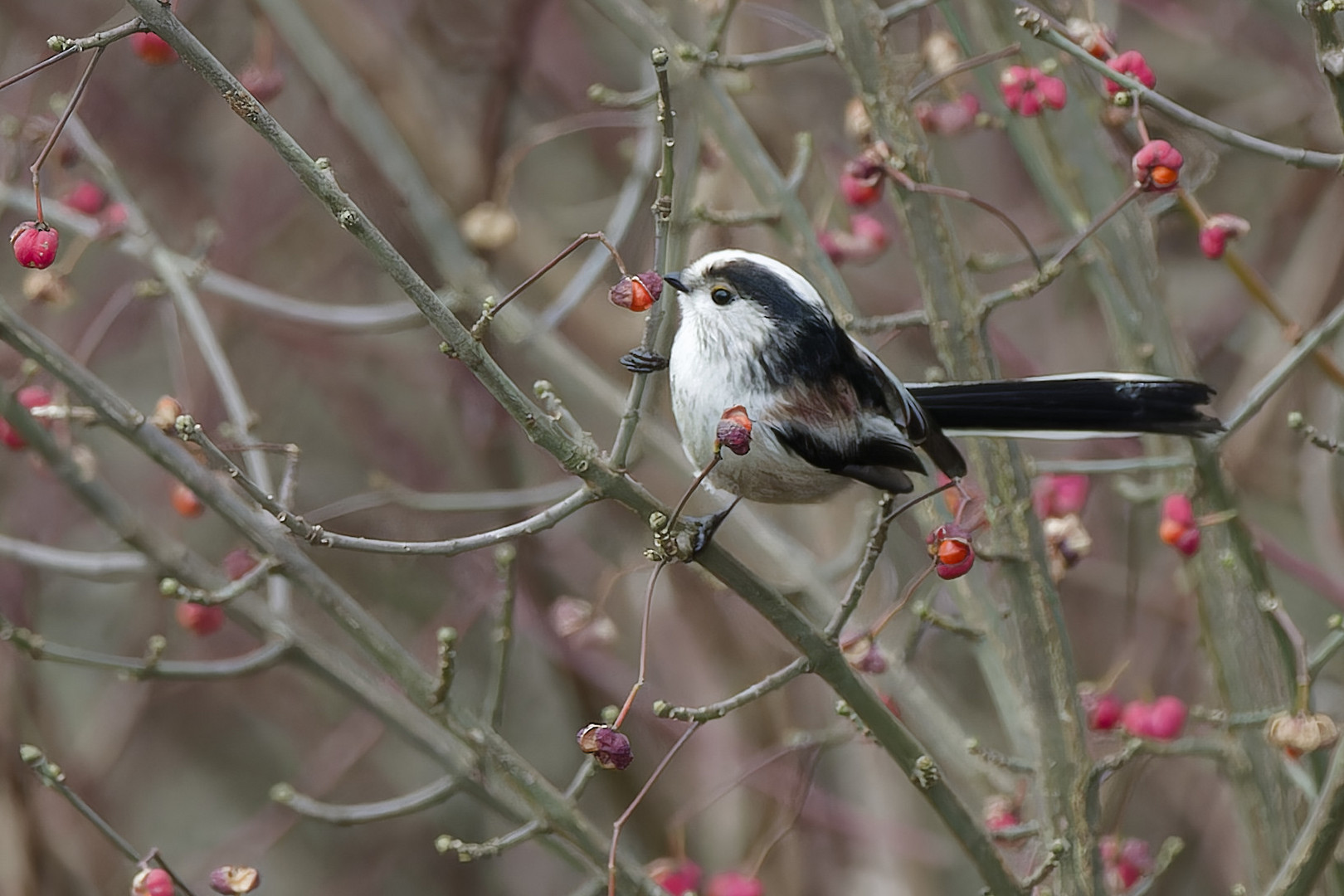 Neujahrsgruss