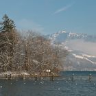 Neujahrsgruss 2 aus Thun, Berner Oberland