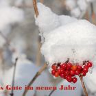 Neujahrsgruss