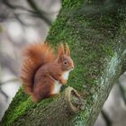 Neujahrshörnchen ;-)