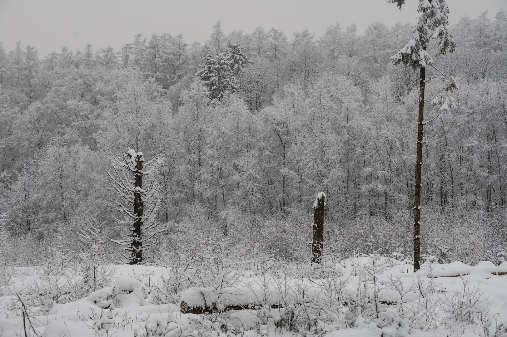 Neujahrsspaziergang - 1