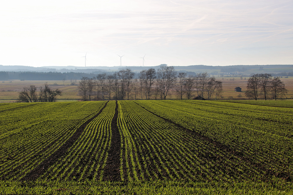 Neujahrsspaziergang bei frühlingshaften Temperaturen