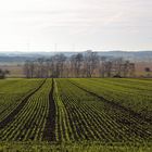 Neujahrsspaziergang bei frühlingshaften Temperaturen