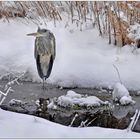 Neujahrsspaziergang...