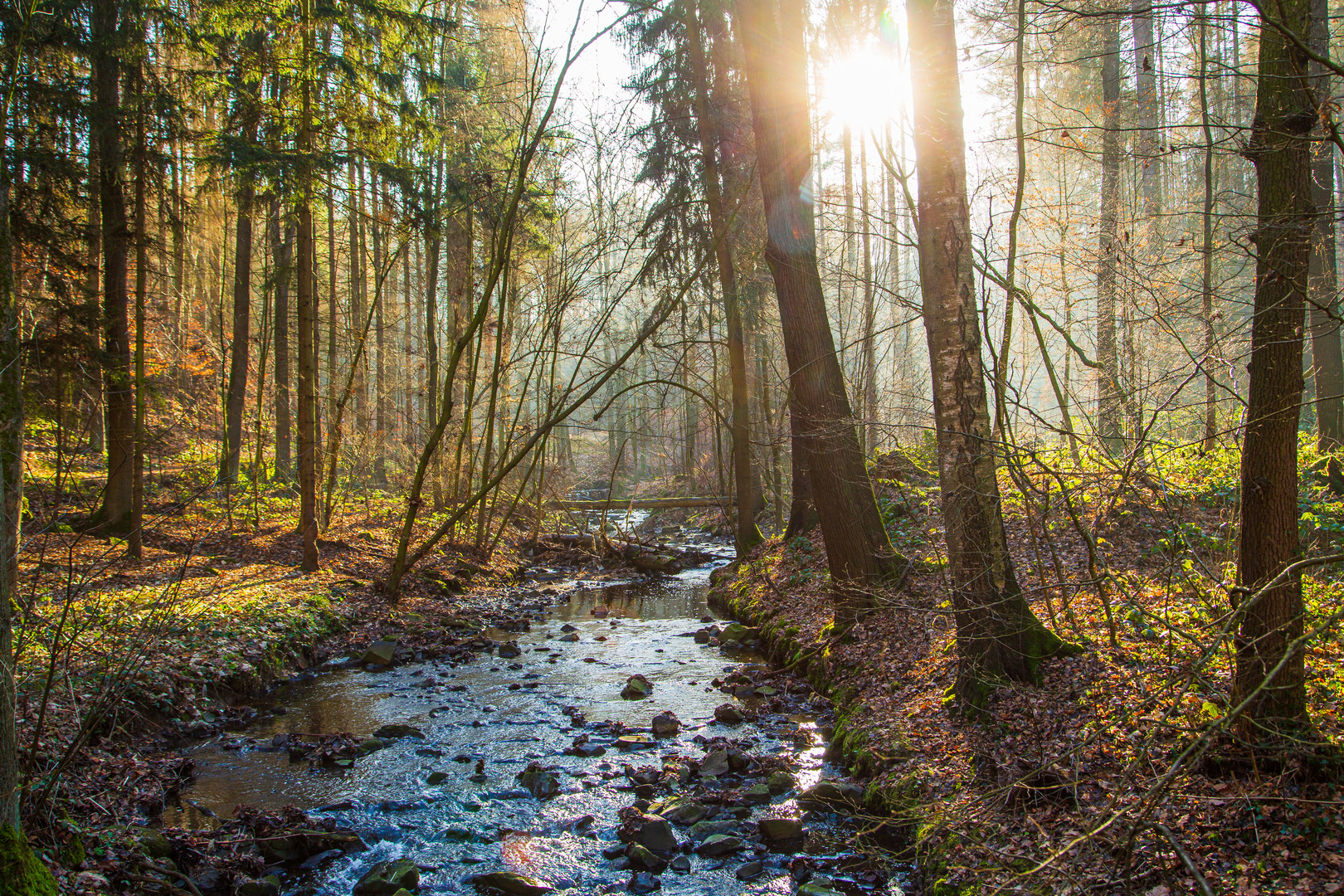 Neujahrsspaziergang im Brausebachtal