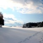 Neujahrsspaziergang im Gegenlicht