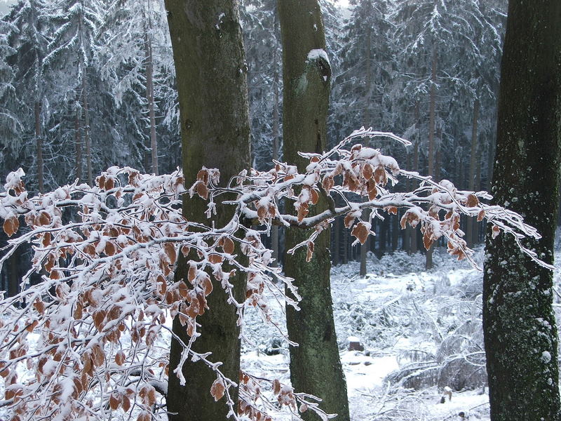 Neujahrstag 08 mit Sonne und Schnee - Feldberg/Taunus