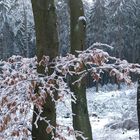 Neujahrstag 08 mit Sonne und Schnee - Feldberg/Taunus