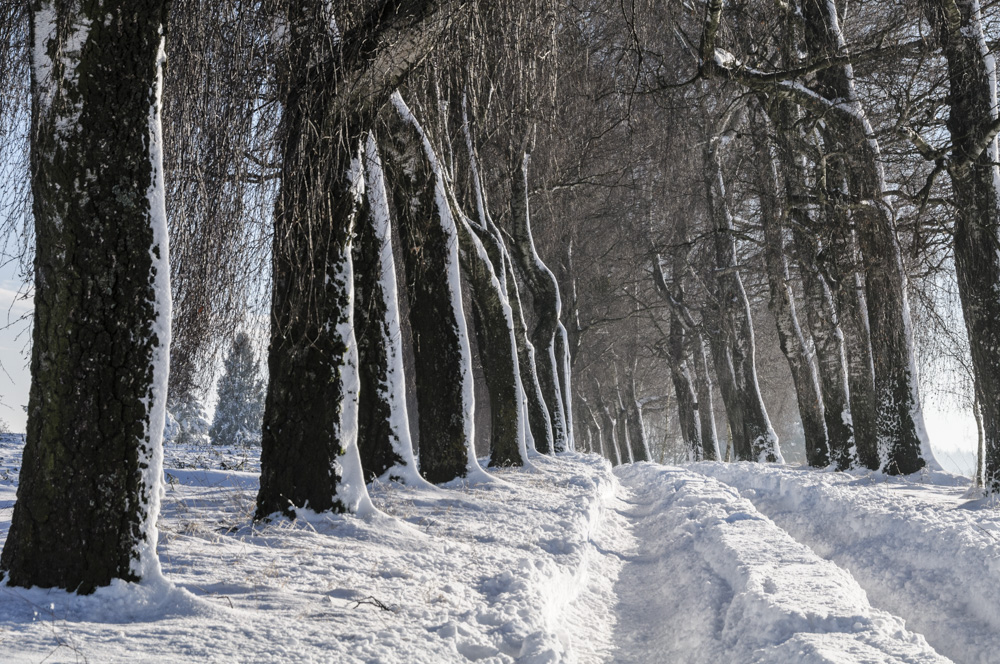 Neujahrstag im Schnee