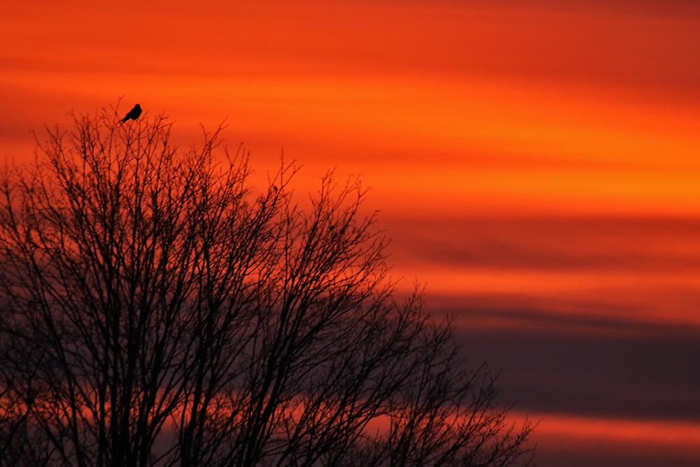 "Neujahrsvogel" im Morgenrot