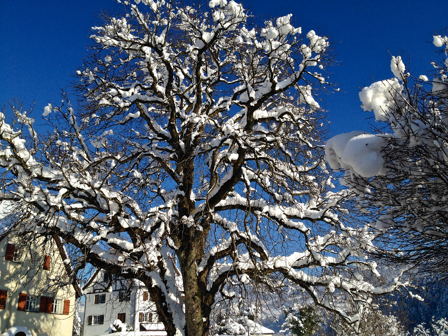 Neujahrswinterpracht 2