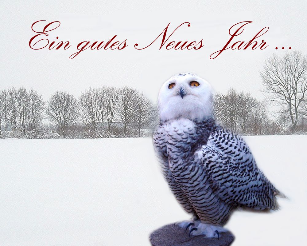 Neujahrswünsche 2015