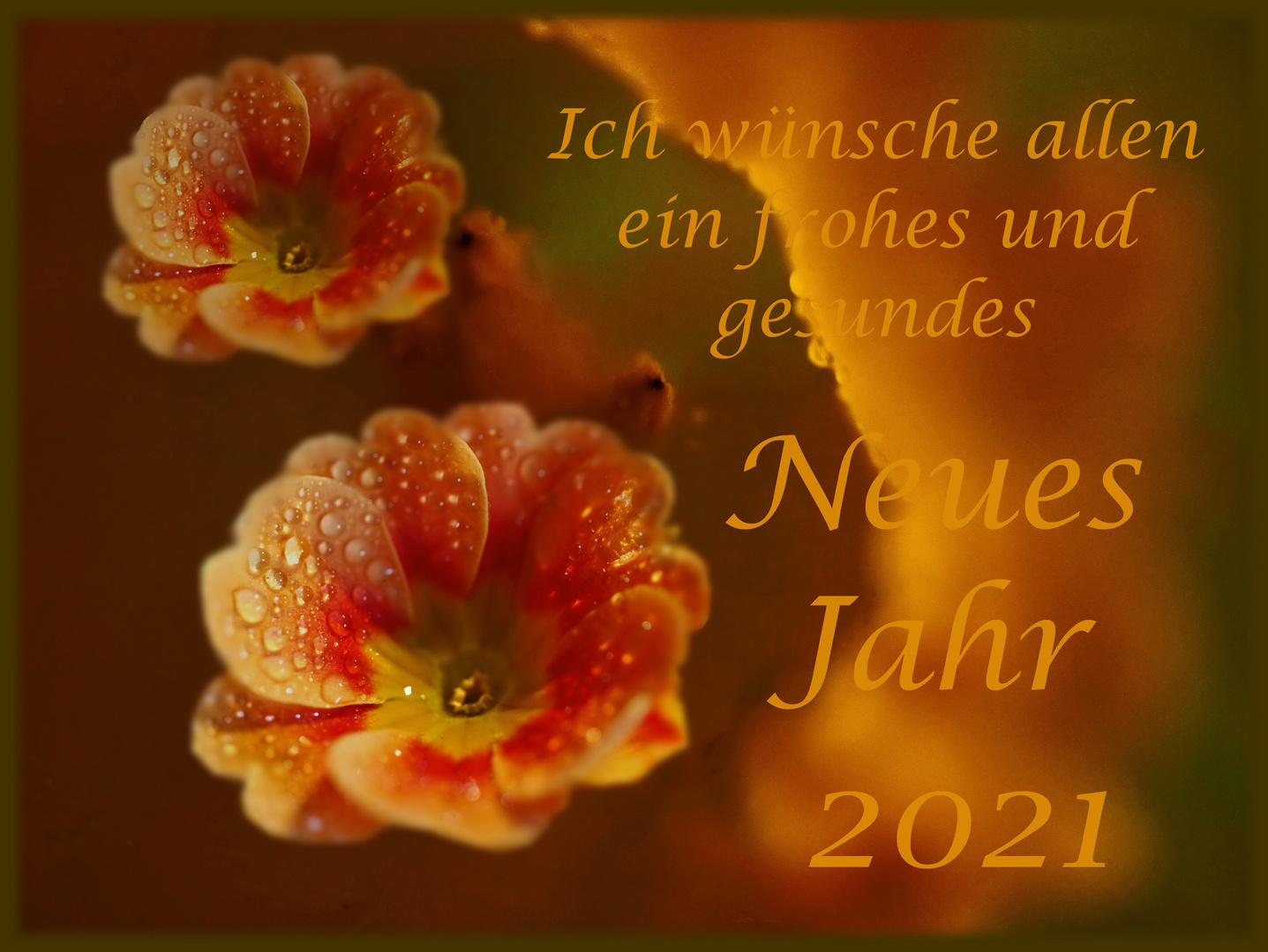 Neujahrswunsche Foto Bild Pflanzen Pilze Flechten Bluten Kleinpflanzen Karten Und Kalender Bilder Auf Fotocommunity