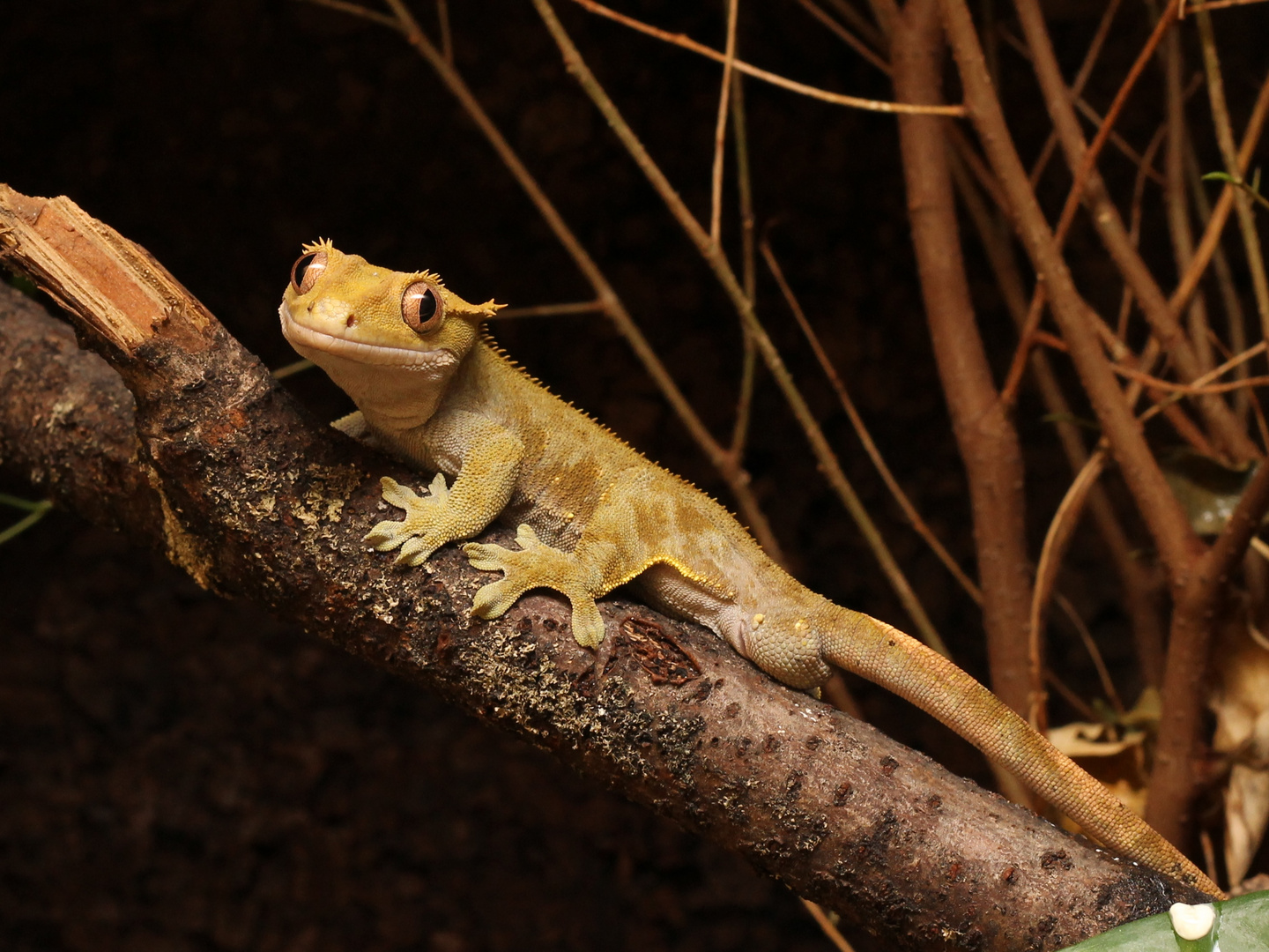 Neukaledonischer Kronengecko - Correlophus ciliatus