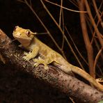 Neukaledonischer Kronengecko - Correlophus ciliatus