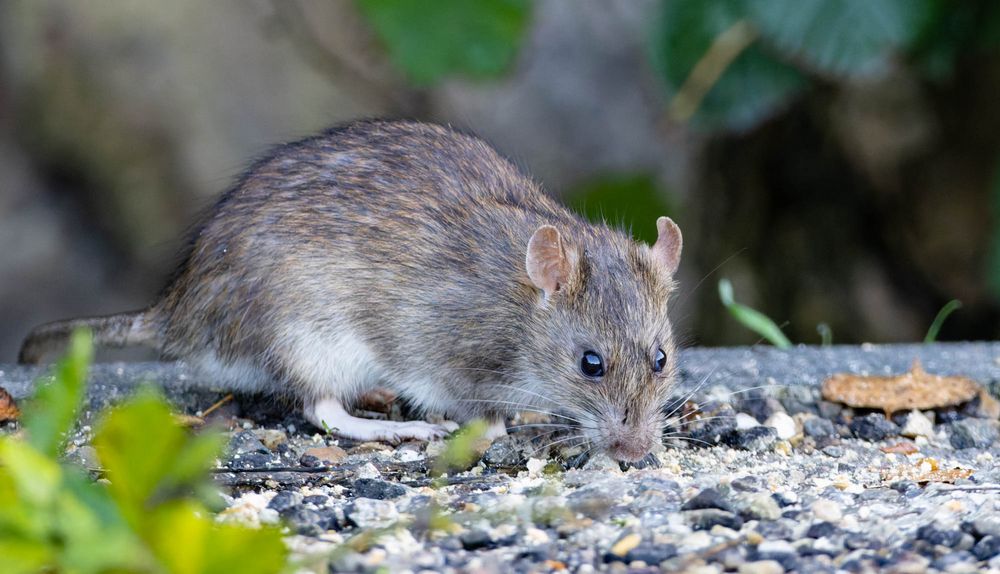 Neulich... Foto & Bild nager, natur, tiere Bilder auf