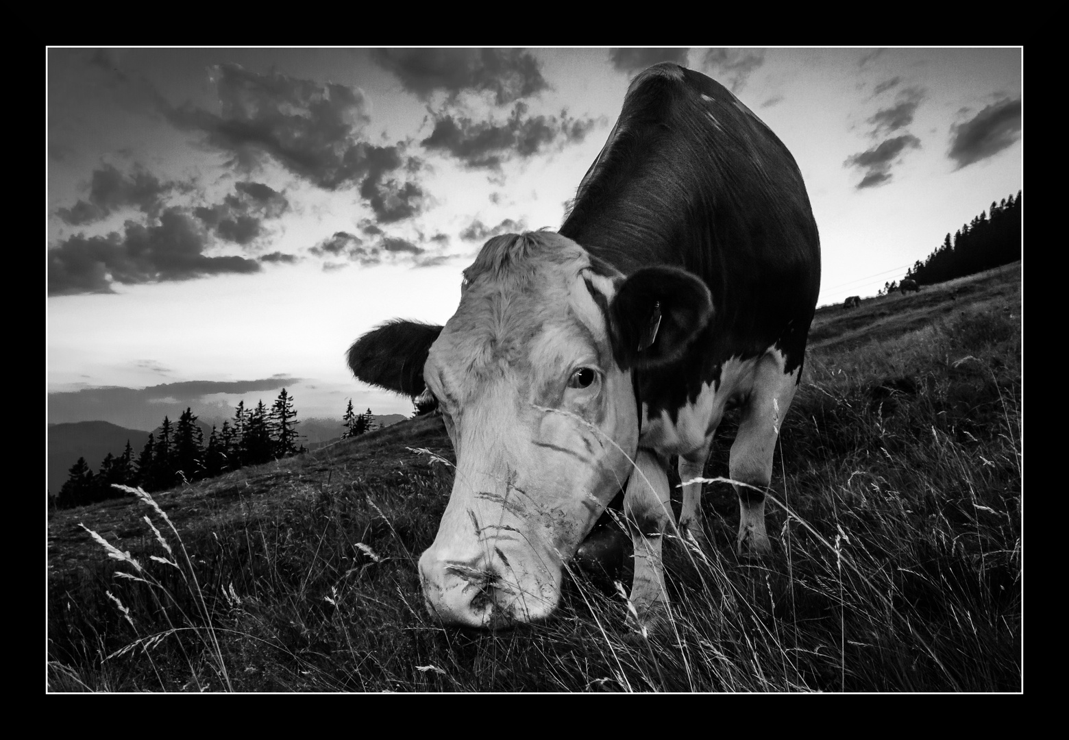 Neulich abends, auf der Alm.