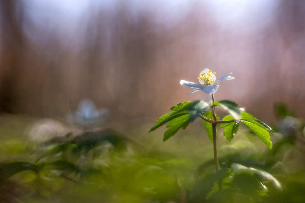 Neulich abends im Wald…