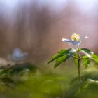 Neulich abends im Wald…