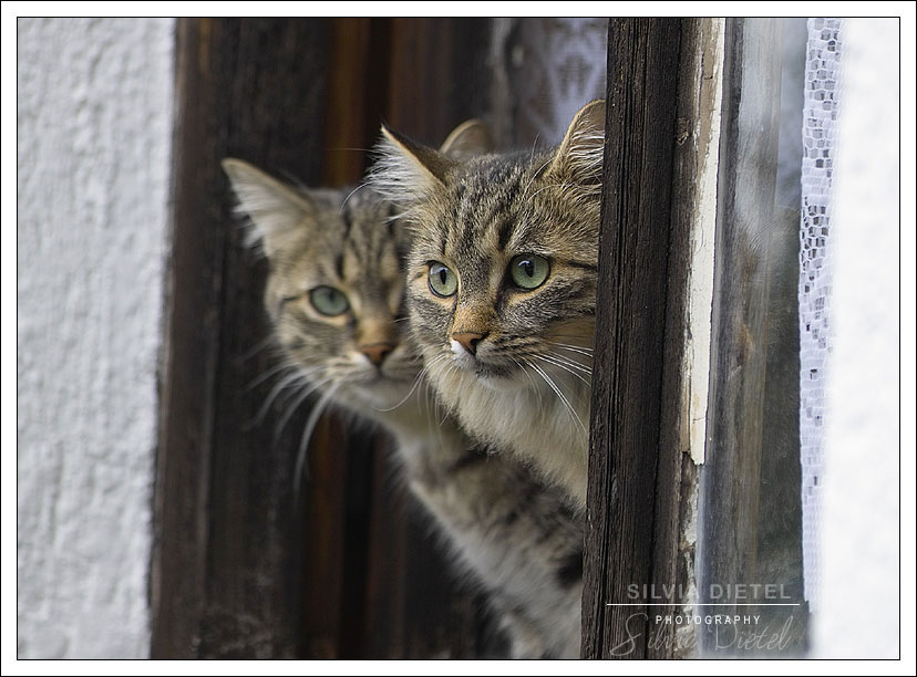 Neulich am Fenster