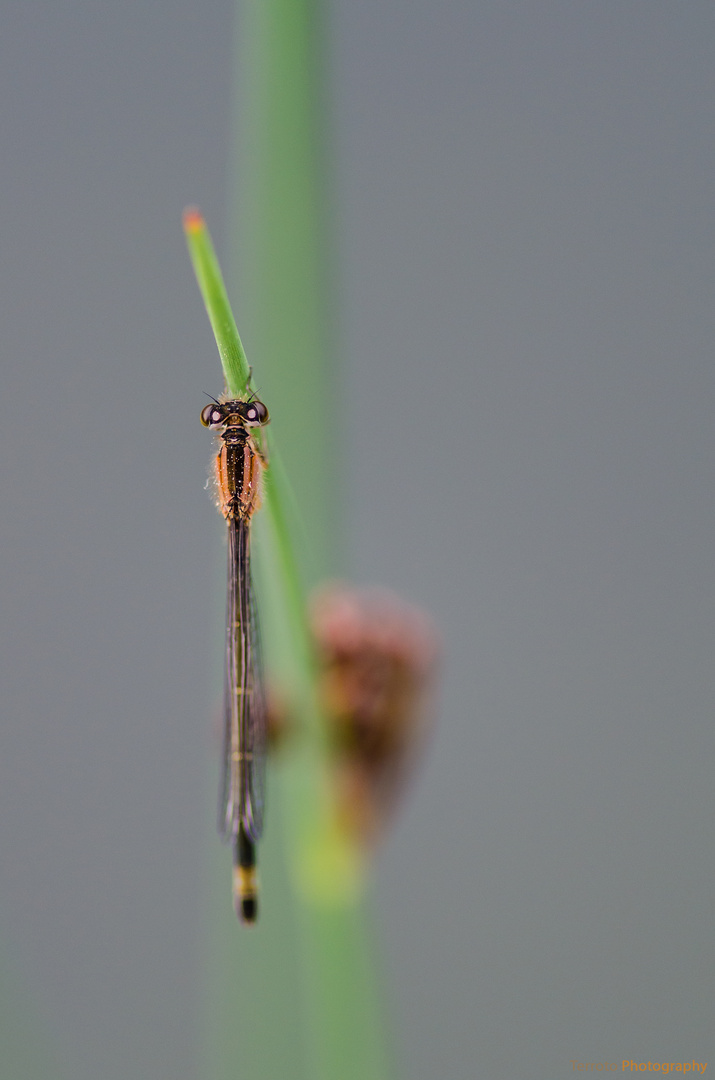 Neulich am Gartenteich